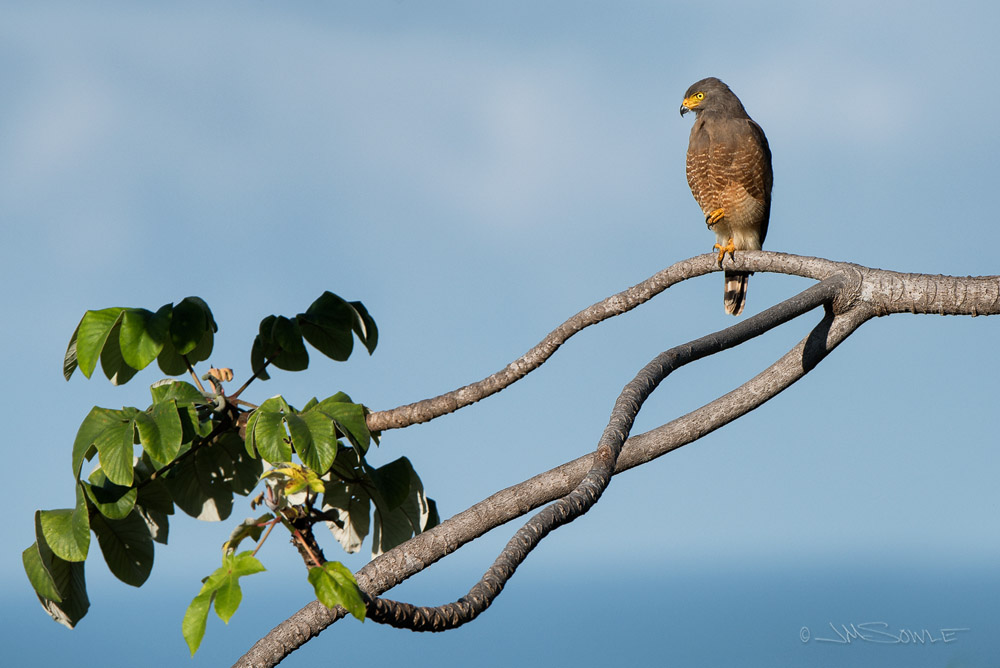 _JMS3039DC.jpg - A Roadside Hawk in the early morning light; at La Cusinga Lodge.  This is the same hawk as the previous shot, but a moment later.