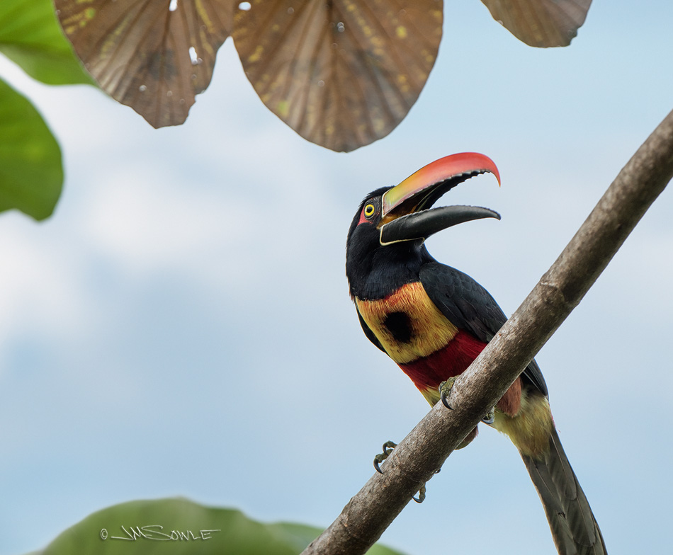 _JMS3336T2.jpg - Fiery-billed Aracari is another fun bird name.  Go ahead and say it out loud.  ARA CARI.  Fun!