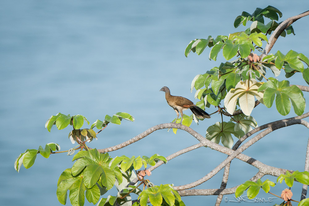 _JMS3390.jpg - The Gray-headed Chachalaca is the winner of the fun bird name contest.  CHAKA LAKA.  You will now hear this for the rest of the day, and you will not be able to get it out of your head.