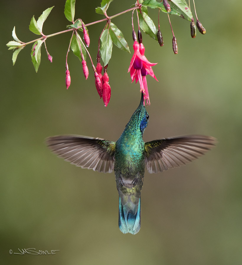 _JMS3642L.jpg - We simply have a ton of hummingbird shots from our stay at the Savegre Hotel.  A beautiful place, up in the cloud forest.  Here we have a shot of a Green Violet-ear Hummingbird feeding from a flower, which Greg has loaded up with sugar water.  That works for us!
