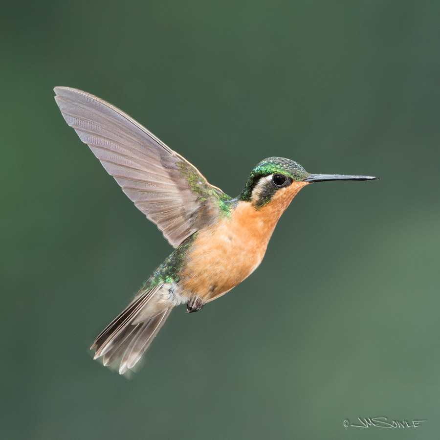 _JMS4028.jpg - A female Purple-throated Mountain-gem Hummingbird.  This shot uses Greg's fancy multi-flash set-up.  We'll just call that the GFMFSU, for short.