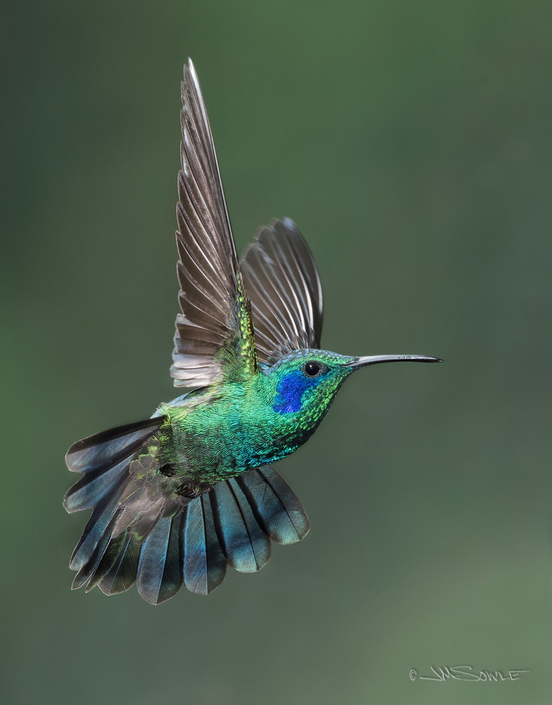 _JMS4083.jpg - Another Green Violet-ear Hummingbird.  This one using the GFMFSU.
