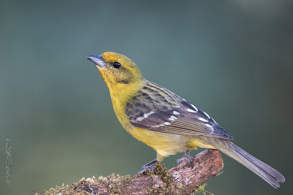 _JMS4625.jpg - The female Flame-colored Tanager is yellow.