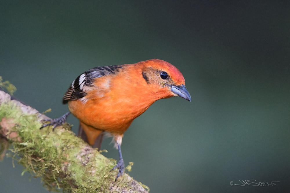 _JMS4646.jpg - Another shot of a male Flame-colored Tanager.