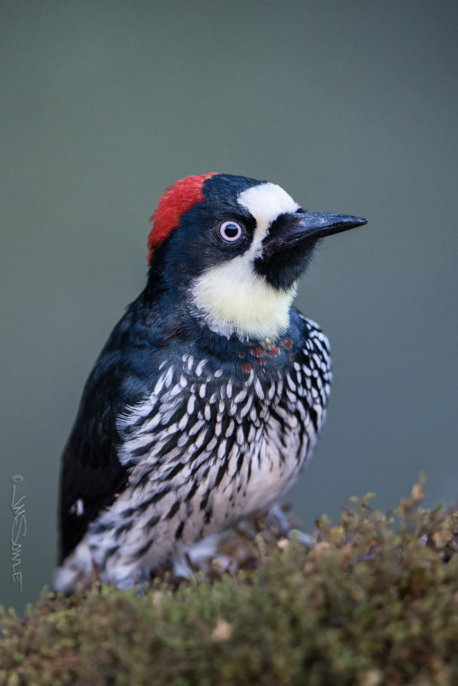 _JMS4714DR.jpg - Female Acorn Woodpecker.