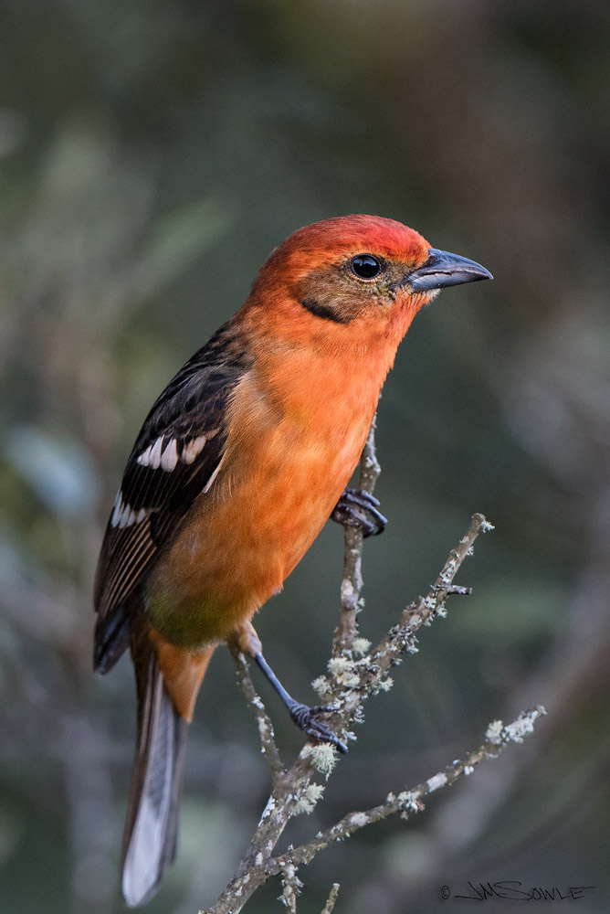 _JMS4753.jpg - And one last shot of a male Flame-colored Tanager.
