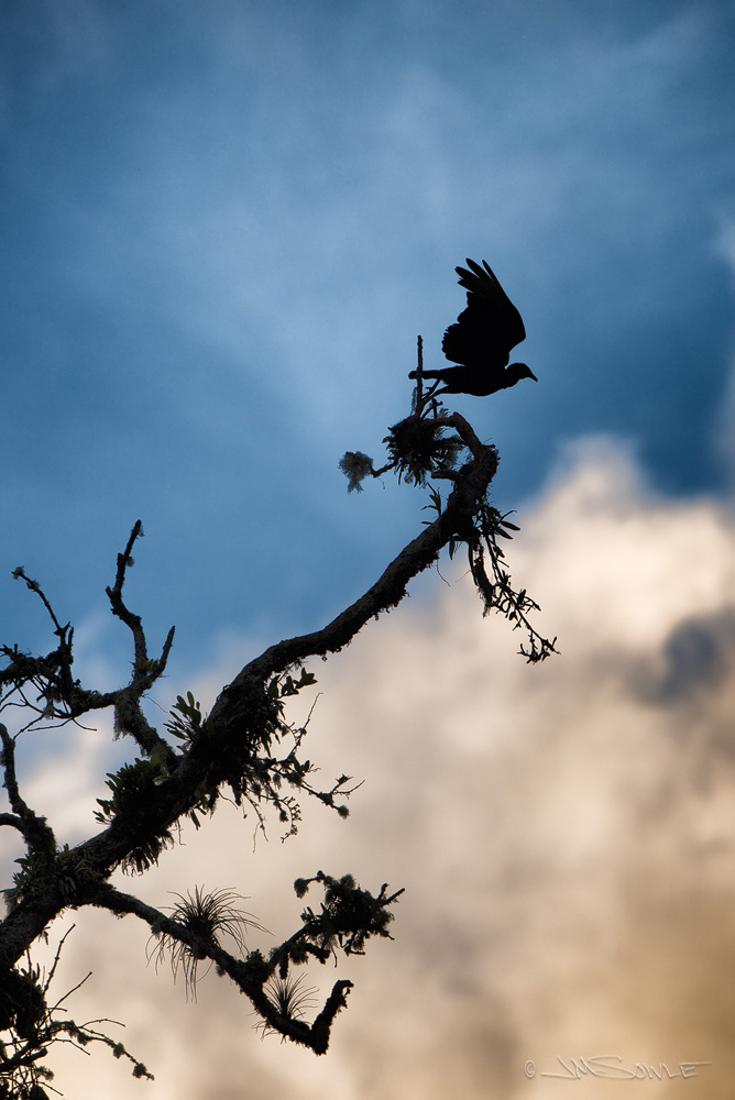_JMS5034C.jpg - A bunch of the photogs were standing around a tree in the late afternoon, waiting for birds to fly in.  And then we noticed the cool silhouette of black vultures taking off from a far-away tree.  Then all of the photogs shifted their attention (and their lenses) over to the silhouette tree, and we all tried to capture the birds in mid take-off.