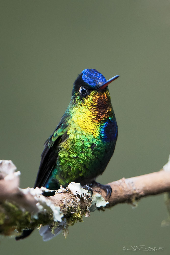 _JMS5294B.jpg - The Fiery-throated Hummingbird really only looks cool when viewed from just the right angle.  When viewed from the side, the fiery colors are not visible at all.  This sort of thing seems to be very common with hummingbird colors.