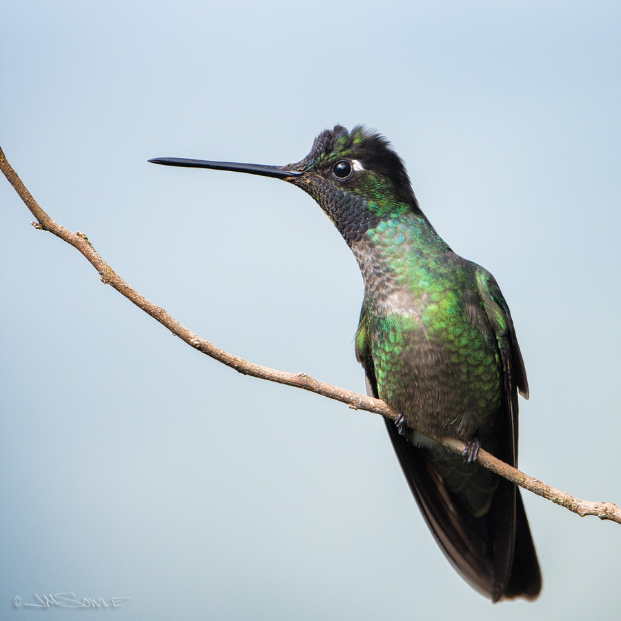 _JMS5321.jpg - The male Magnificent Hummingbird.