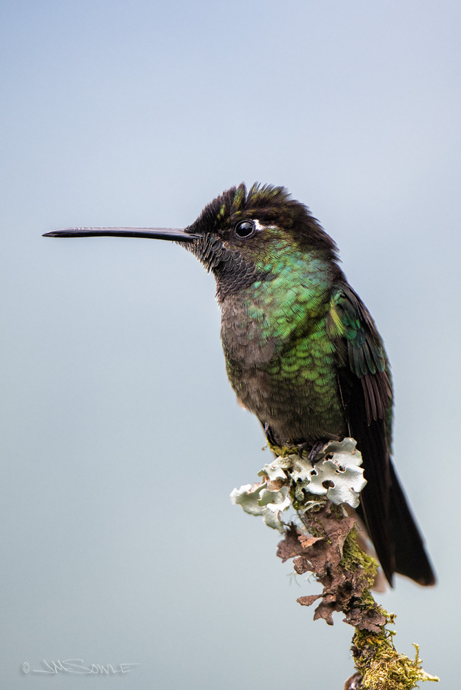 _JMS5714.jpg - And one more side-view of a Fiery-throated Hummingbird.