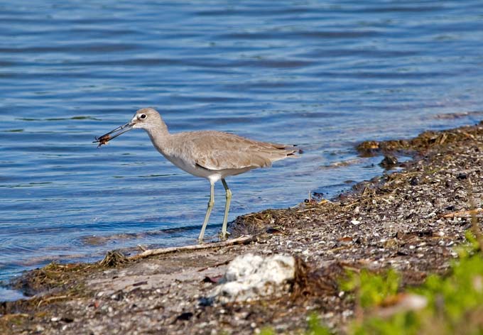 A0052006_10_Sanibel_084