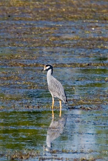 A0142006_10_Sanibel_462