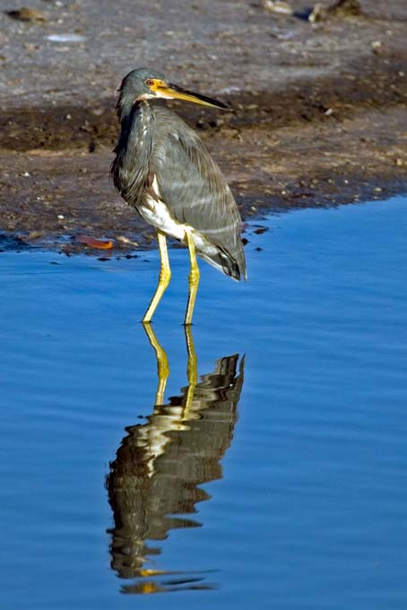 A0202006_10_Sanibel_595