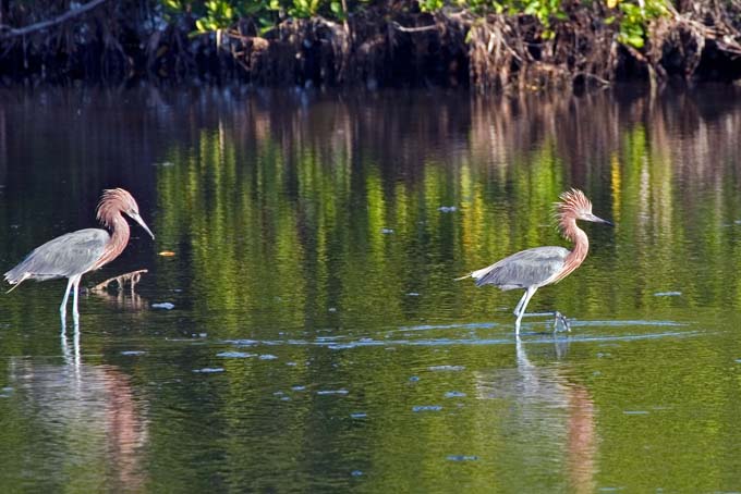 A0212006_10_Sanibel_681