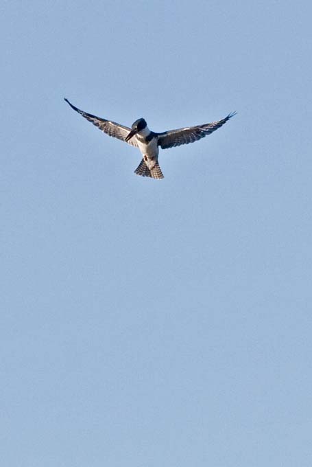 A0232006_10_Sanibel_740