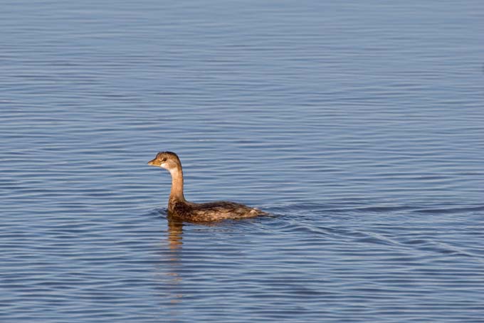 A0242006_10_Sanibel_753