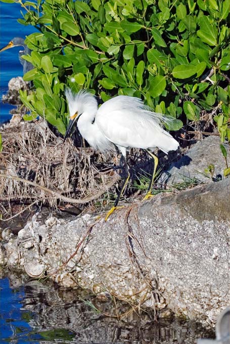 A0282006_10_Sanibel_863