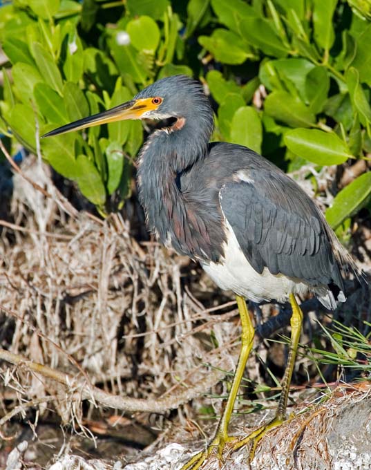 A0292006_10_Sanibel_864