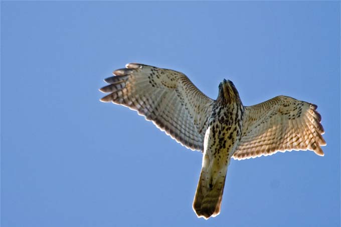 A0332006_10_Sanibel_928