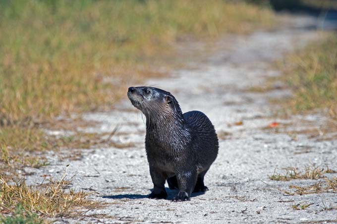 A0342006_10_Sanibel_938