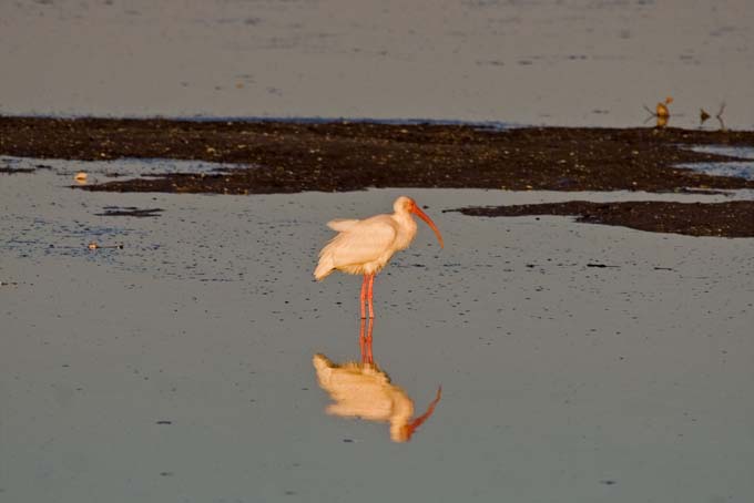 A0412006_10_Sanibel_1058