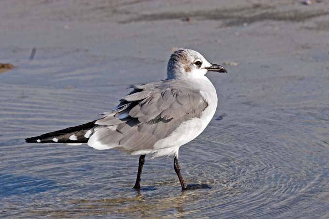A0442006_10_Sanibel_1196