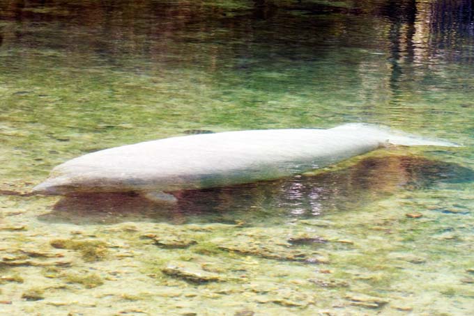 A0532006_10_Sanibel_1613