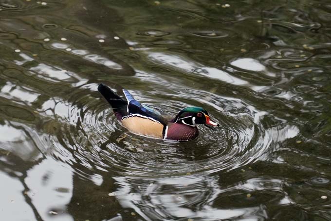 A0542006_10_Sanibel_1673