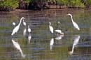 A0122006_10_Sanibel_356