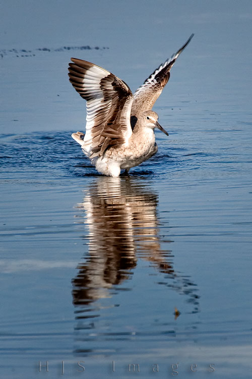 2010_03_27_Florida-10273-Web.jpg - Unlike the browns of it's upper body the willets wings are strongly banded and quite striking.