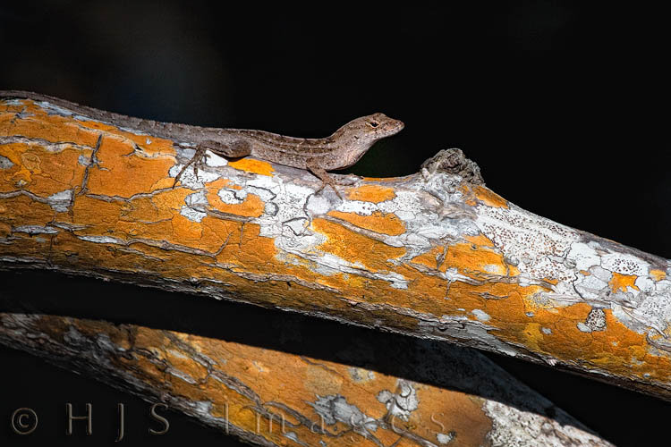 2010_03_27_Florida-10386-web.jpg - This Brown Anole was out sunning itself on the limb of a mangrove tree on the short boardwalk along Wildlife Drive in Ding Darling NWR.  Brown Anole's are an introduced species and are causing loss of the native, green anole, by being more aggressive for food and territory.  Unlike the Green Anole,the  Brown Anole can not change their color.