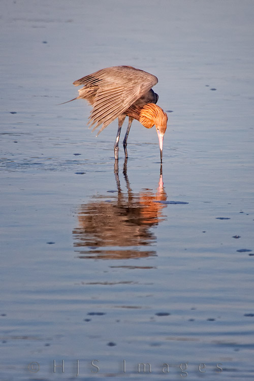 2010_03_27_Florida-10700-Web.jpg - It was just before sunset at Ding Darling and we watched this Reddish Egret "dance" in the water as it hunted for small fish.  Reddish Egrets hunt fish by doing an elaborate dance that includes shuffling their feet, twisting their bodies and extending their wings to various degrees to fool the fish into thinking they aren't there.  By spreading their wings they create a shadow on the water that the fish may think is just a cloud covering the sun and not see the egret waiting to pounce.