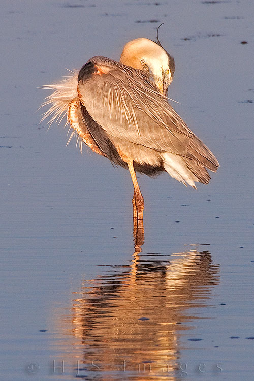 2010_03_27_Florida-10771-Web.jpg - Great Blue Heron doing some early evening grooming before flying off to roost.  I loved the way the warm last rays of light illuminated it.