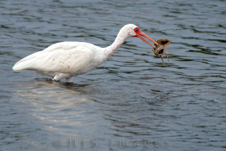 2010_03_28_Florida-10215-Web.jpg - We saw this white Ibis wresting with this muck fish at Ding Darling NWR.  Apparently the Ibis figured that it was not good eating and it let it go.