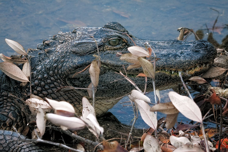 2010_03_28_Florida-10808-Web.jpg - Saw this chap at Ding Darling as we drove wildlife drive.  Unfortunately we couldn't get anyone to remove the dead branch near his face (:D).