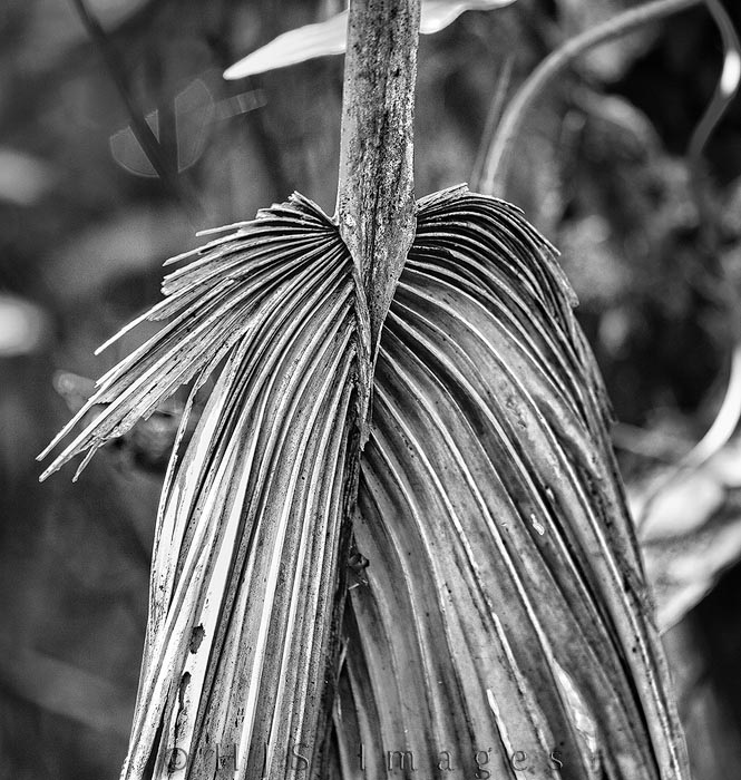 2010_03_29_Florida-10087-Web.jpg - This palm frond had broken and was hanging down next to the boardwalk at 6 Mile Cypress Preserve.