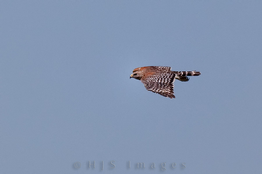 2010_03_31_Florida-10191-Web.jpg - At Corkscrew Swamp Audubon Sanctary.  Interesting Red Shouldered Hawk fact:  By the time a Red-shouldered Hawk is 5 days old it can shoot it's poop over the edge of the nest.  Bird poop on the ground is a sign of an active nest.