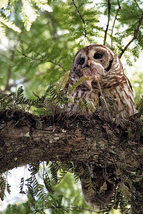 2010_03_31_Florida-10331-Web.jpg - We saw this female Barred Owl at Corkscrew Swamp Sanctuary.  We watched her for a while while she was seemingly dozing then she suddenly started tearing at something in her talons.  She ate steadily for about 15 minutes before showing us the remnants of the rat which she then brought to her nest (which we couldn't see)  Barred owls often nest in tree cavities, often taking them over from crows or squirrels.  They eat mice and rodents but will also feed on grouse, hawks and ducks.  They have been known to go after fish.