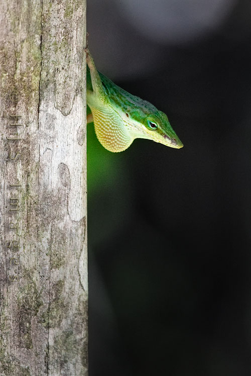 2010_03_31_Florida-10456-Web.jpg - A Green Anole at the corkscrew swamp sanctuary, showing it's dewlap.  These Green Anoles are becoming more rare as the invasive and more aggressive Brown Anole take over their territory.