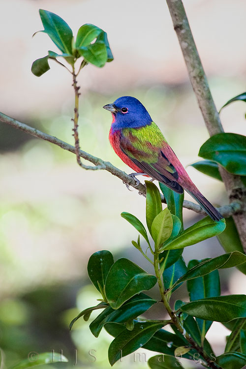 2010_03_31_Florida-10510-Web.jpg - A male Painted Bunting. We saw a few of these gorgeous birds when we were at Corkscrew Swamp in Naples, they were very shy and didn't stay still very much.  We got lucky that they happened to like the feeders right outside the Visitor Center and the light was in our favor to sit at the rail outside the cafeteria and be patient waiting for them to show up.  The Corkscrew Swamp Sanctuary and Blair Audubon Center was established to protect the largest remaining stand of Bald Cypress in North America  during the 1950's when  almost all the cypress forests of Florida were being cut down for timber.  The National Audubon had been protecting wading birds in this area since 1912 (during the "plumage craze" years), and in 1954 accepted responsibility to manage the area which had grown to over 6,000 acres.   In 1955 the first boardwalk began construction.  Today the total boardwalk length is 2.25 miles with a shorter walk of 1.07 miles and covers a variety of habitats including Bald Cypress, wet prairie, Pond Cypress, a Sawgrass pond and Pine Flatwood.
