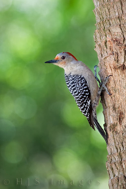 2010_03_31_Florida-10539-Web.jpg - A Red-bellied Woodpecker, taking a break from looking for insects at the Corkscrew Swamp Sanctuary in Naples, FL.  Male Red-bellied Woodpeckers have a wider tongue tip and longer bill than the females, and they forage on the trunks of trees while the females forage mostly on the limbs.  A group of woodpeckers is called collectively by many names including a descent, drumming, or a gatling of woodpeckers.