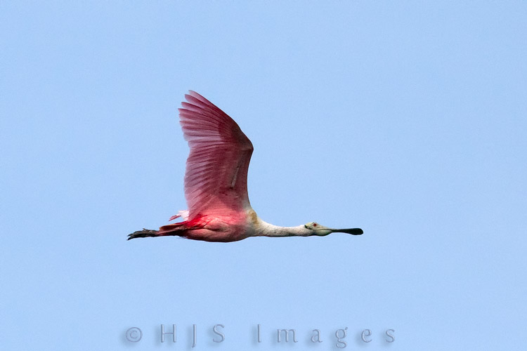 2010_03_8_Florida-10163-Web.jpg - Roseate Spoonbill on the wing.  These birds are just as funny looking in flight as they are on the ground.  Spoonbills are a type of Ibis and are gregarious birds that feed and nest in large groups.  They feed on water beetles, bugs and small crustaceans.  They are not related to flamingos.