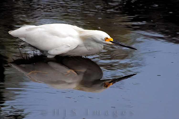 2010_03_8_Florida-10404-Web.jpg - Most Egrets don't like getting their feathers wet but this snowy was very focused on getting the small fish in this stand of mangrove trees, so much so that it didn't seem to notice the rapidly incoming tide.