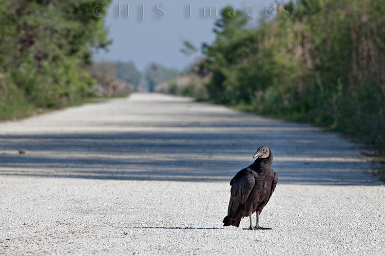 2010_04_01_Florida-10150-Web.jpg - "If you know what's best for you, you'd turn around now".  This Black Vulture and about 100 of it's cousins were what greeted us as we drove up to Janes Scenic Drive (which was not very scenic at all) in the Fackahatchee Strand Preserve.  Interesting Black Vulture Facts:  Unlike Turkey Vulturees Black Vultures are found in flocks which are known as either a Committee, a Meal, a Vortex, or a Wake of Vultures.  An individual Black Vulture can not out-fight a Turkey Vulture which is bigger, but a "Meal" of Black Vultures will often take on a Turkey Vulture to drive it off.  Black Vultures depend upon their keen eyesight to find food, they don't have the incredible sense of smell that Turkey Vultures have.  The only sounds Black Vultures make are barking, grumbling or hissing noises.  Vulture droppings can harm or kill trees and other vegetation.