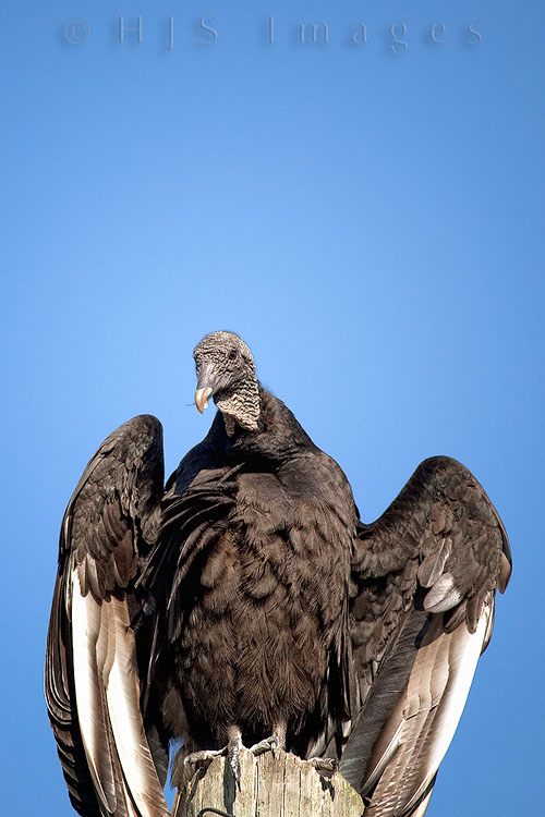 2010_04_01_Florida-10165-Web.jpg - A Black Vulture sitting on a pole at the beginning of Janes Scenic Drive. The feather in it's beak is from it's grooming session.