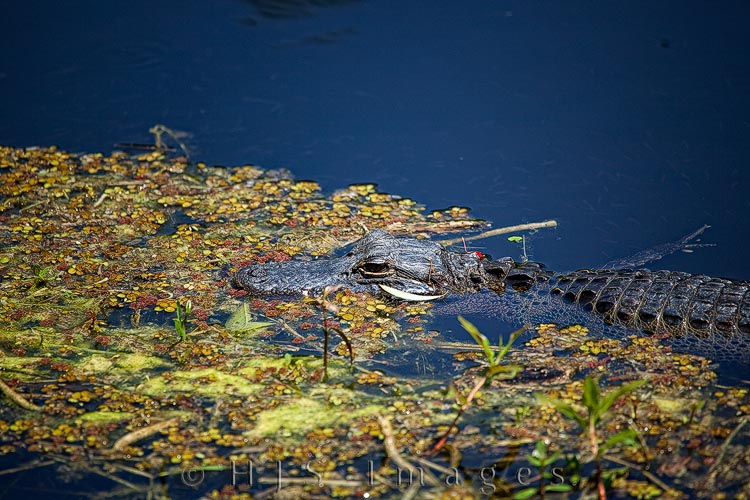 2010_04_01_Florida-10311-Web.jpg - A young 'gator, hanging nearly motionless in the water off of Turner River Road, waiting for some unaware bird or animal to come close.  Many birds roost above places where 'gators live.  They may loose a nestling every once in a while but their population thrives because the 'gators make short work of the animals that would prey on them otherwise such as raccoons.