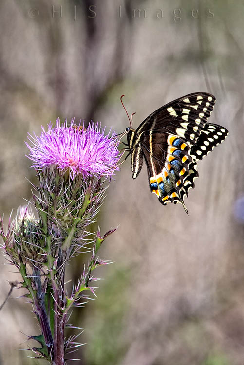 2010_04_01_Florida-10358-Web.jpg - A different Black Swallowtail Butterfly on a thistle in the Fakahatchee Strand Preserve SP.