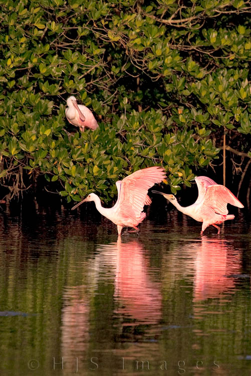 2010_04_01_Florida-10633-Web.jpg - A small group of Roseate Spoonbills in the late afternoon sun at Ding Darling NWR.