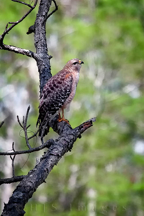 2010_04_02_Florida-10075-Web.jpg - A Red-shouldered Hawk at Corkscrew Swamp Audubon Sanctuary.