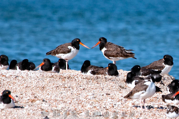 2010_04_02_Florida-10385-Web.jpg - American Oystercatchers on the beach in the Everglades.